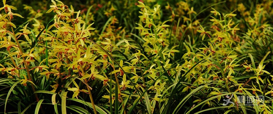 �������Ұ