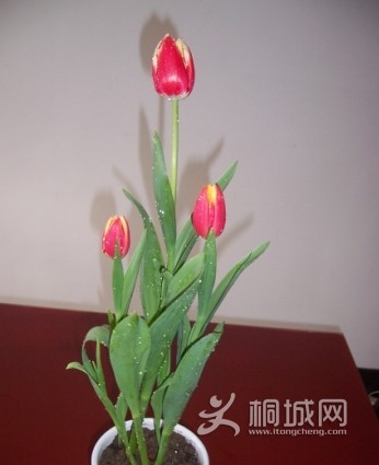 QQͼƬ20140316161514.jpg
