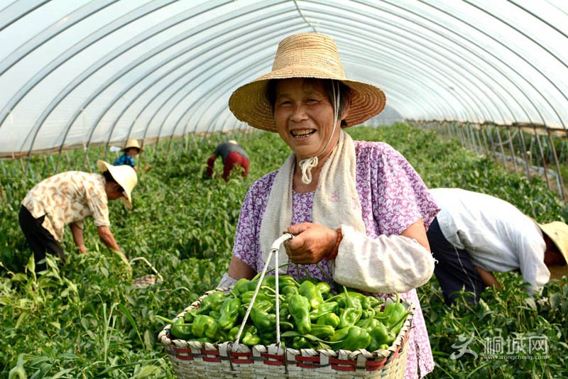 �޹��������߲� 