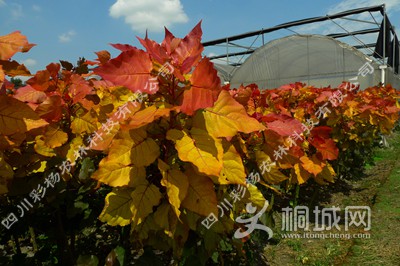 ��ϼ������