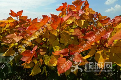 ��ϼ������