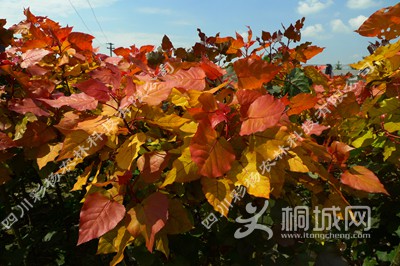 ��ϼ������