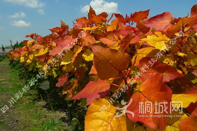 ��ϼ������