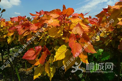 ��ϼ������