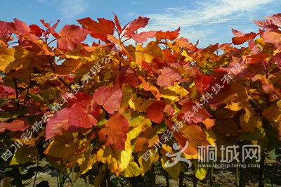 ��ϼ������