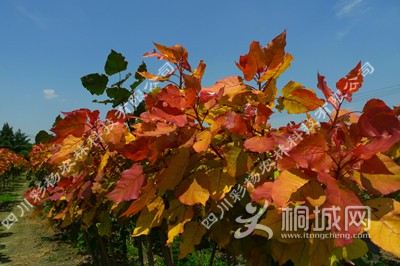 ��ϼ������