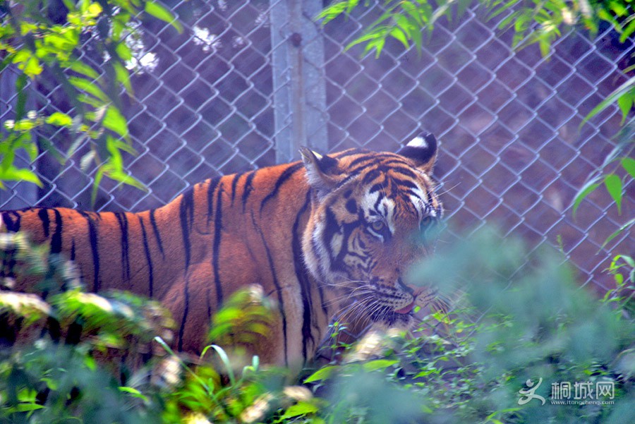 DSC_7100.jpg