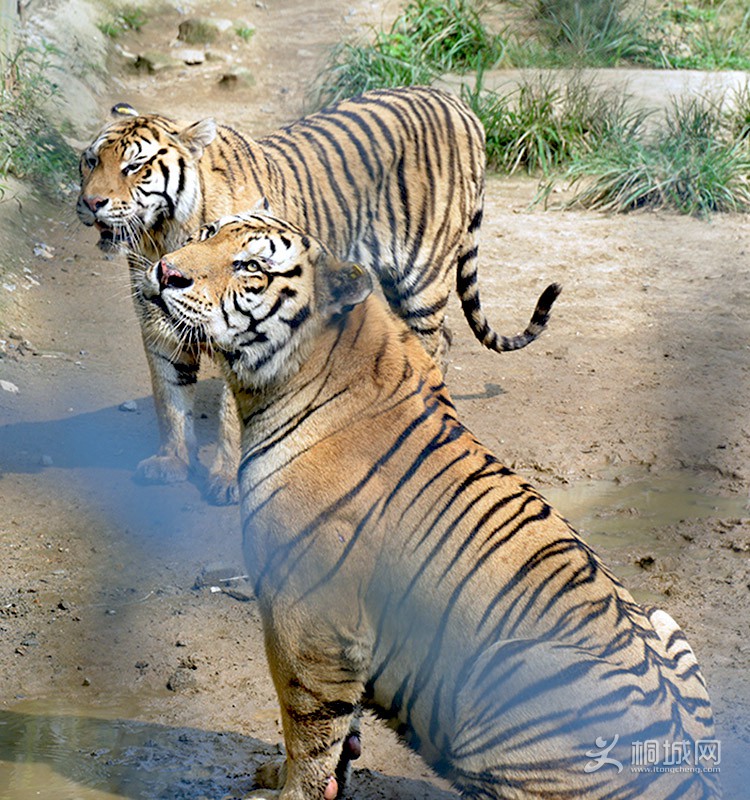 DSC_7105.jpg