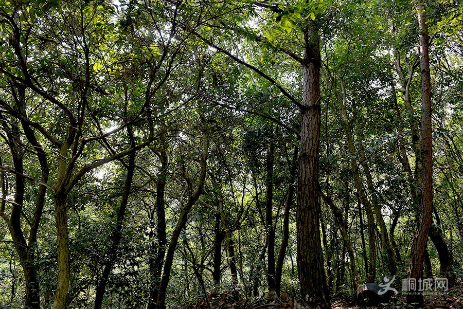 DSC_7186.jpg
