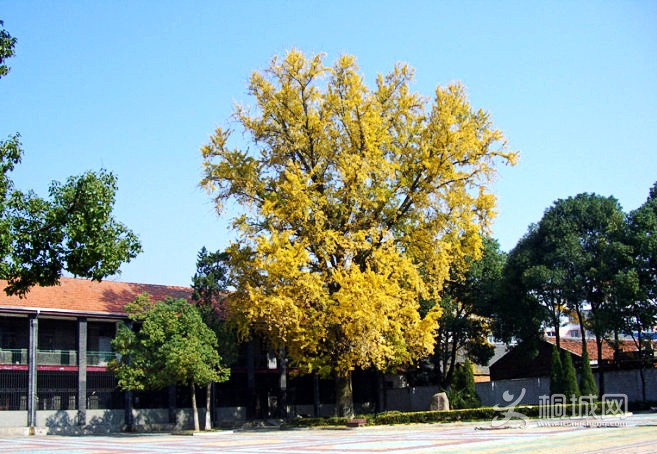 ͩ����ѧ������