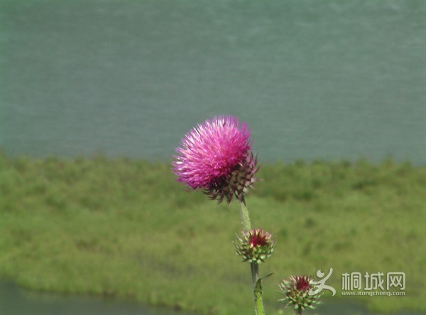 IMGA0243.jpg