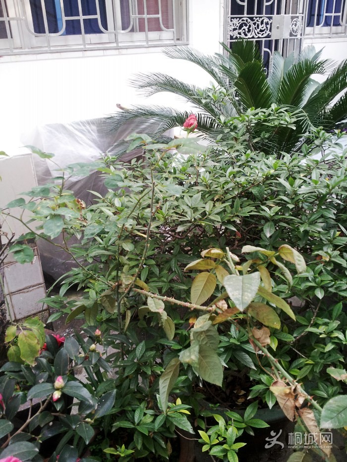 20141117_075119_conew1.jpg