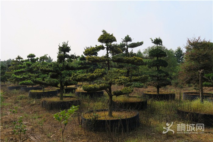 ��̽�����