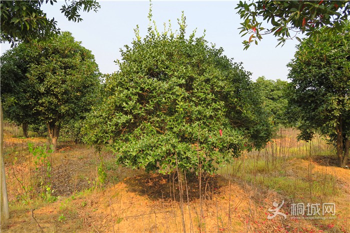 ��̽�����