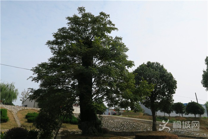 ��̽�����