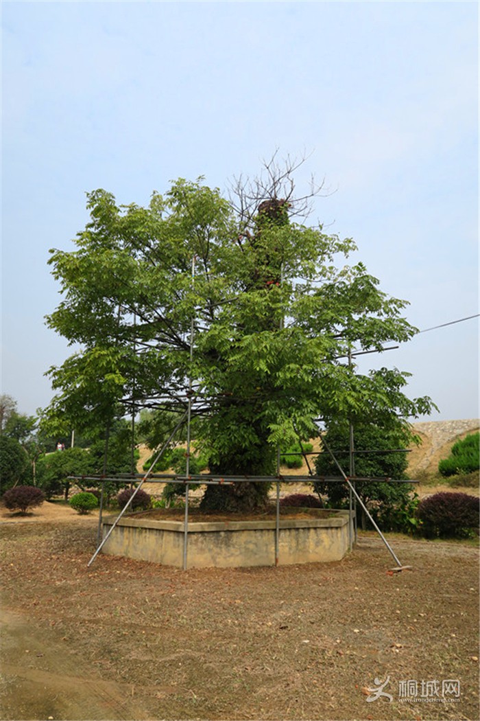 ��̽�����