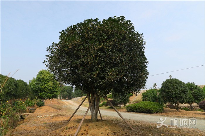 ��̽�����