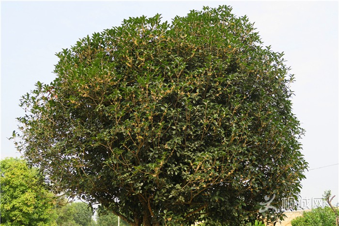 ��̽�����