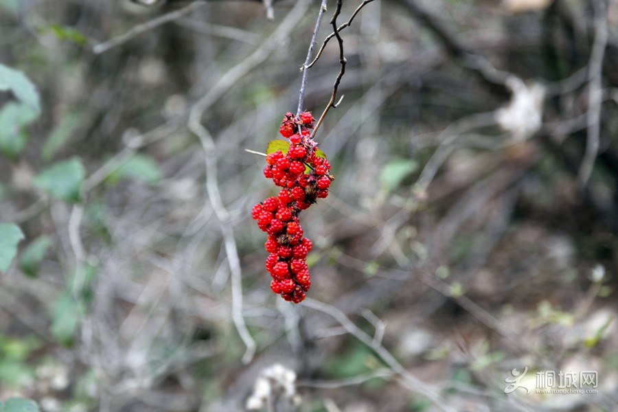 _MG_5237.jpg