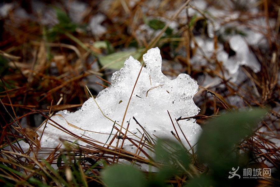 _MG_5245.jpg