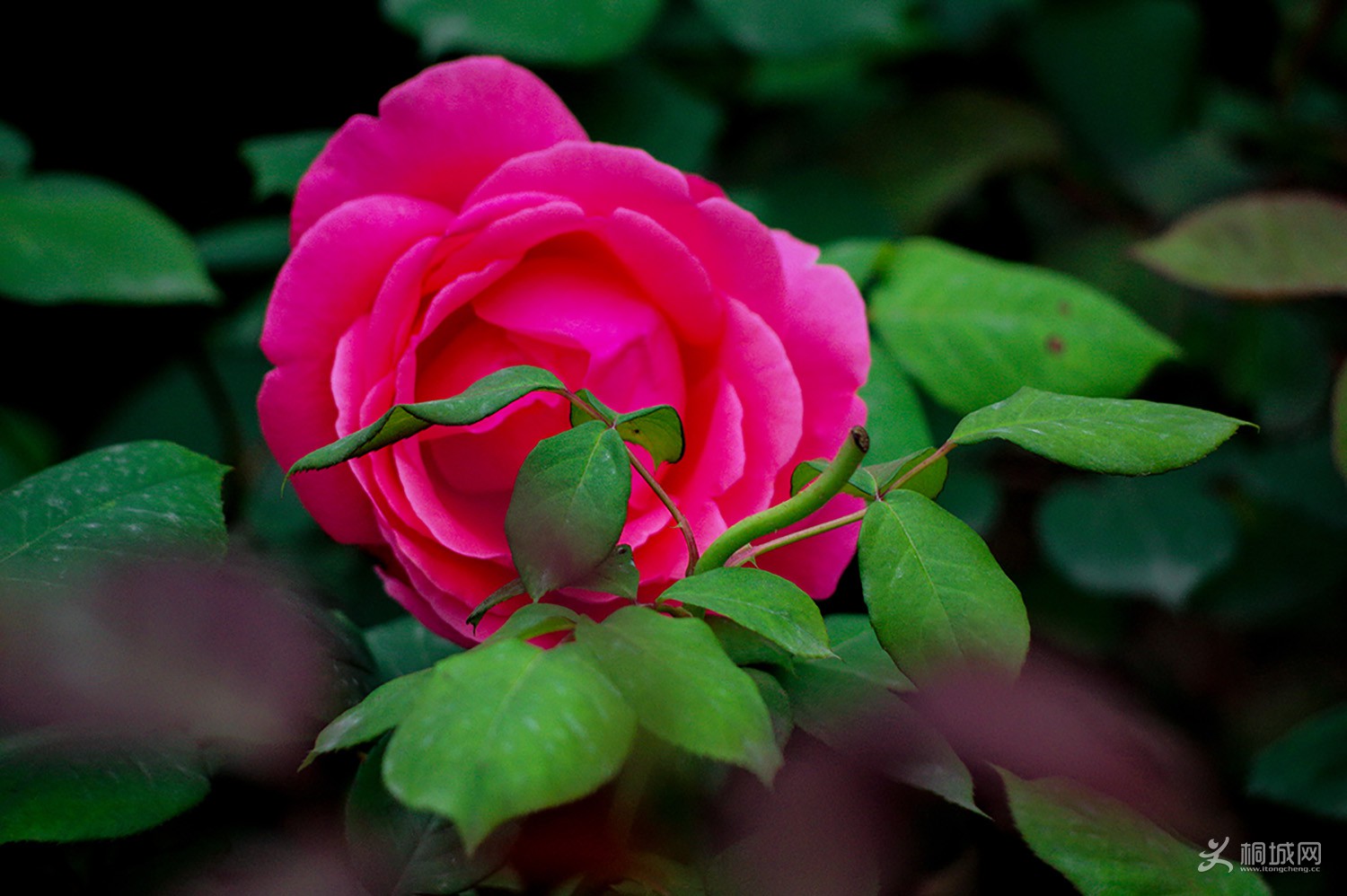 140400ysdq13imq18oxdux (1).jpg