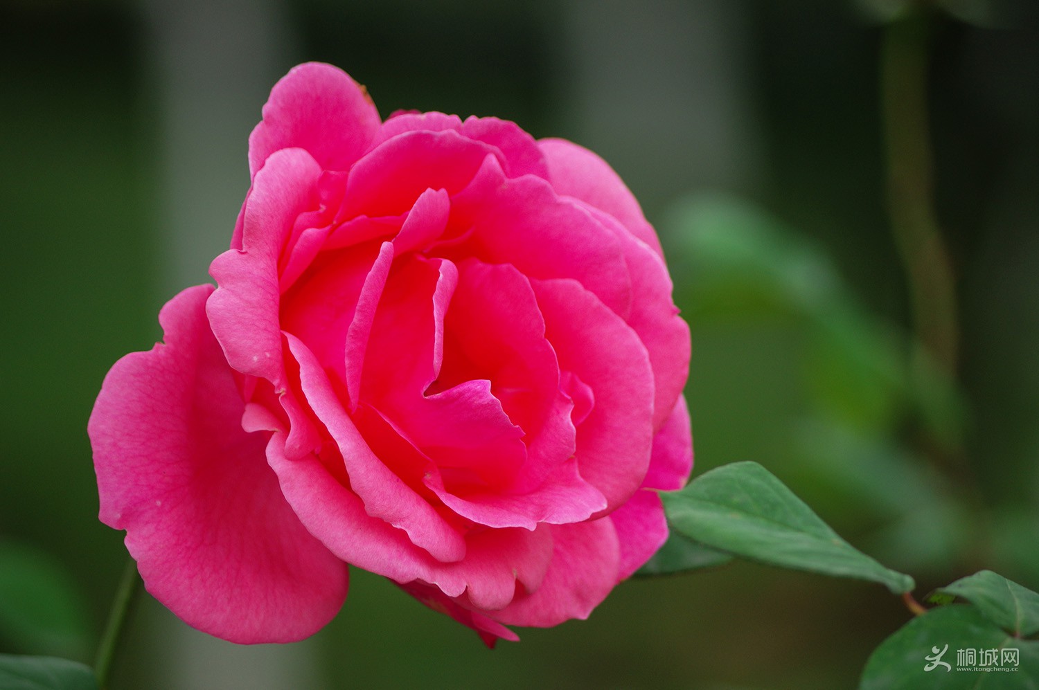 140414dckcqcwyccwc1dkc (1).jpg