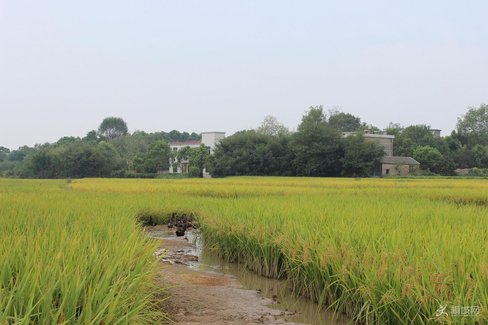 ��Ѽ���� 028_��ͼ��.jpg