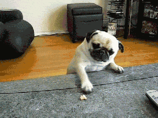  (1).gif