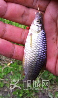 adebafcead66b2be4f5a3c44d41f986c.jpg