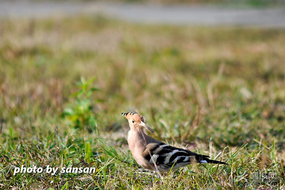 _DSC3704b2.jpg