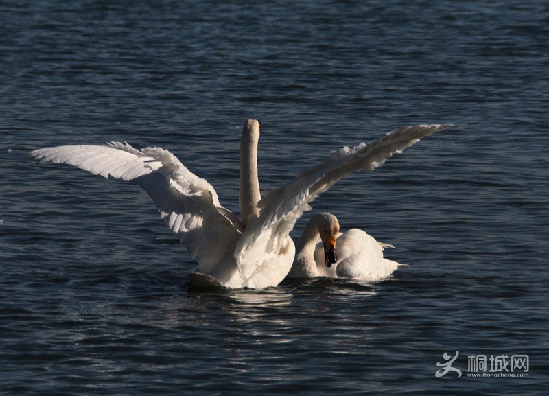 35 IMG_1546.JPG