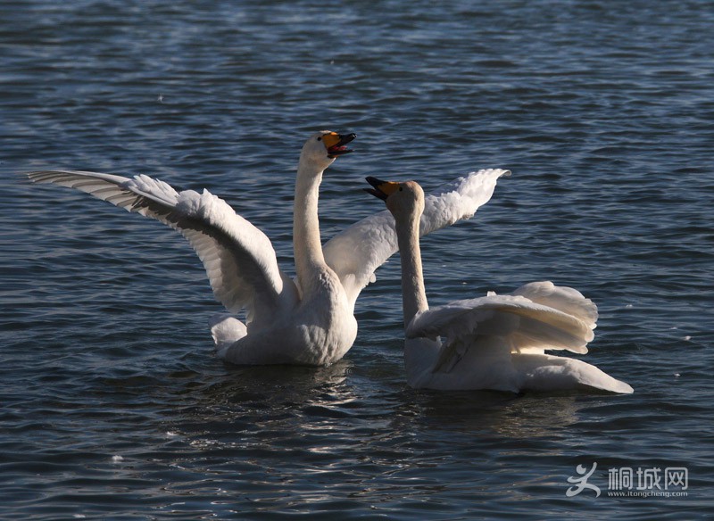 36 IMG_1488.JPG