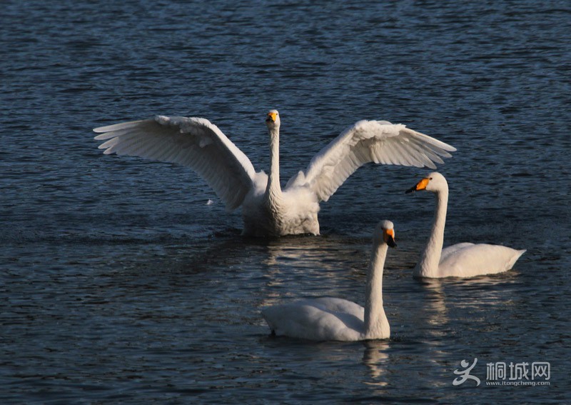 43 IMG_1666.JPG