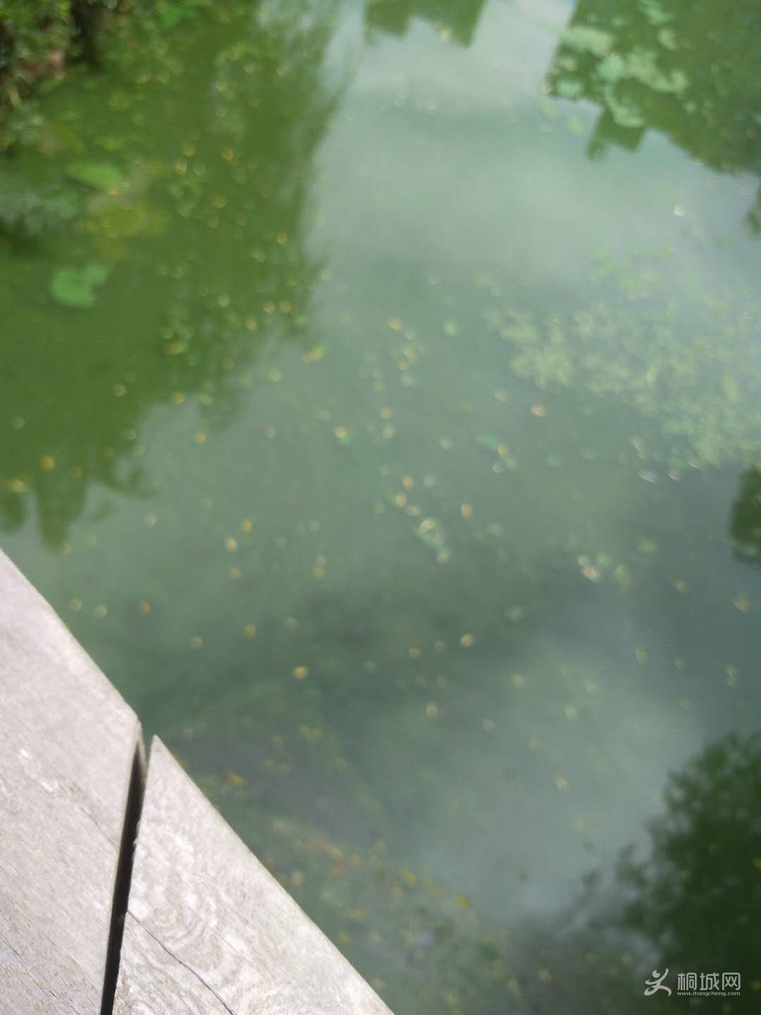 ���ٺ�ˮ����Ⱦ