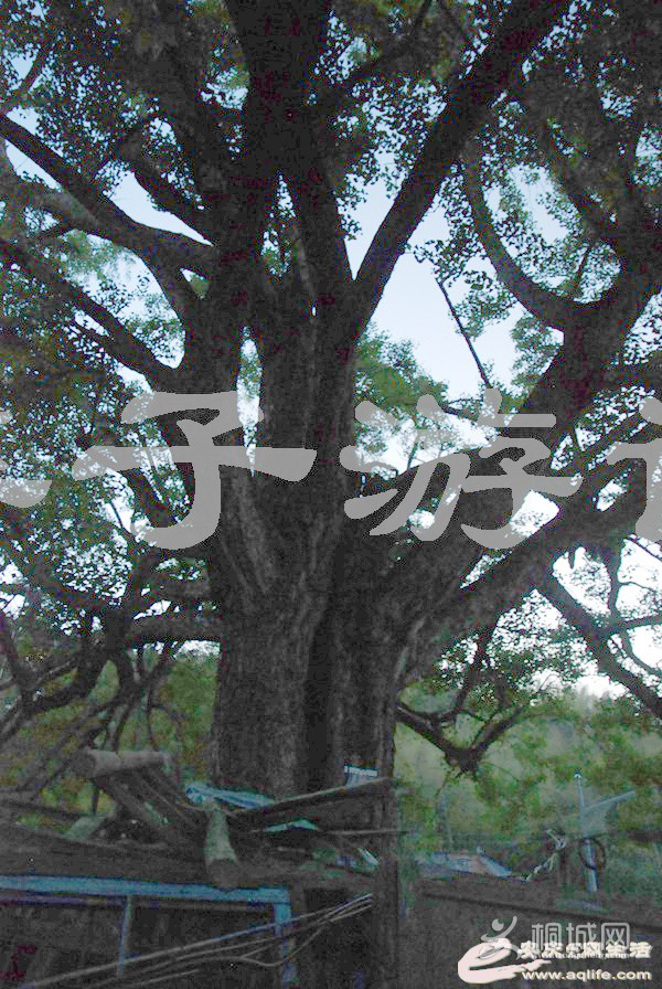081039clznnror3ldgaioe.jpg