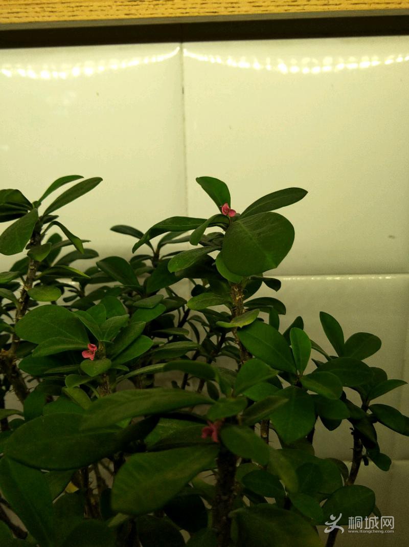 IMG_20191224_205251.jpeg