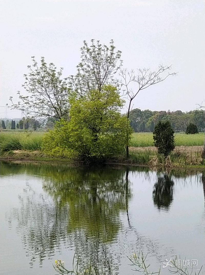 IMG_20200406_101753.jpeg