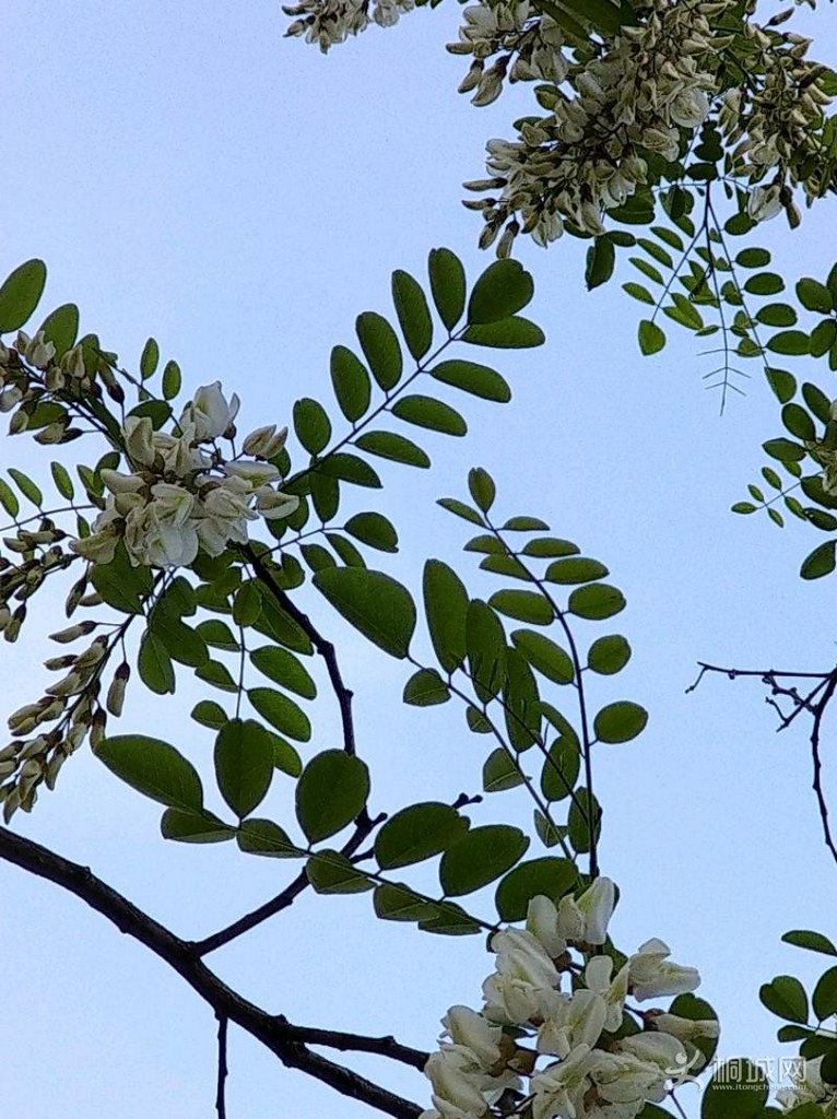 IMG_20200415_164813.jpeg