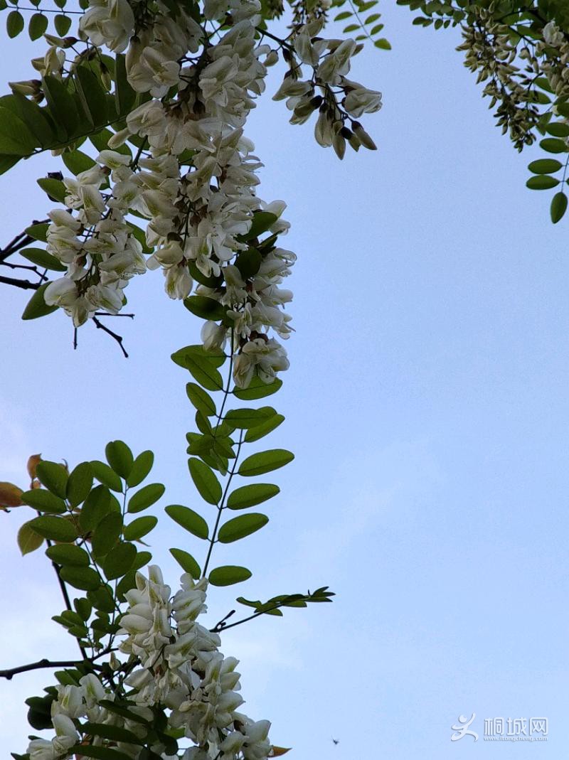 IMG_20200415_165115.jpeg