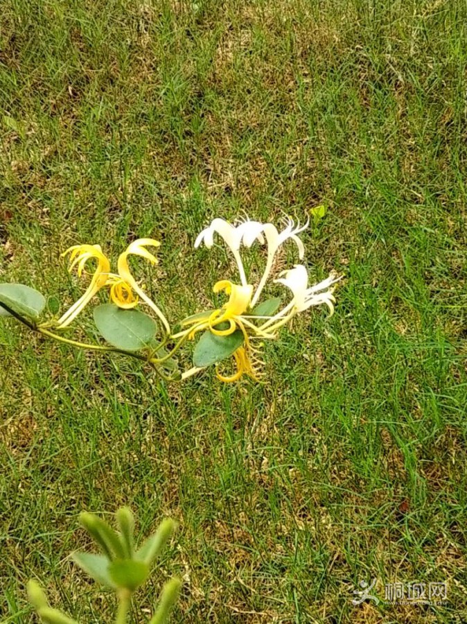 IMG_20200627_102312.jpeg