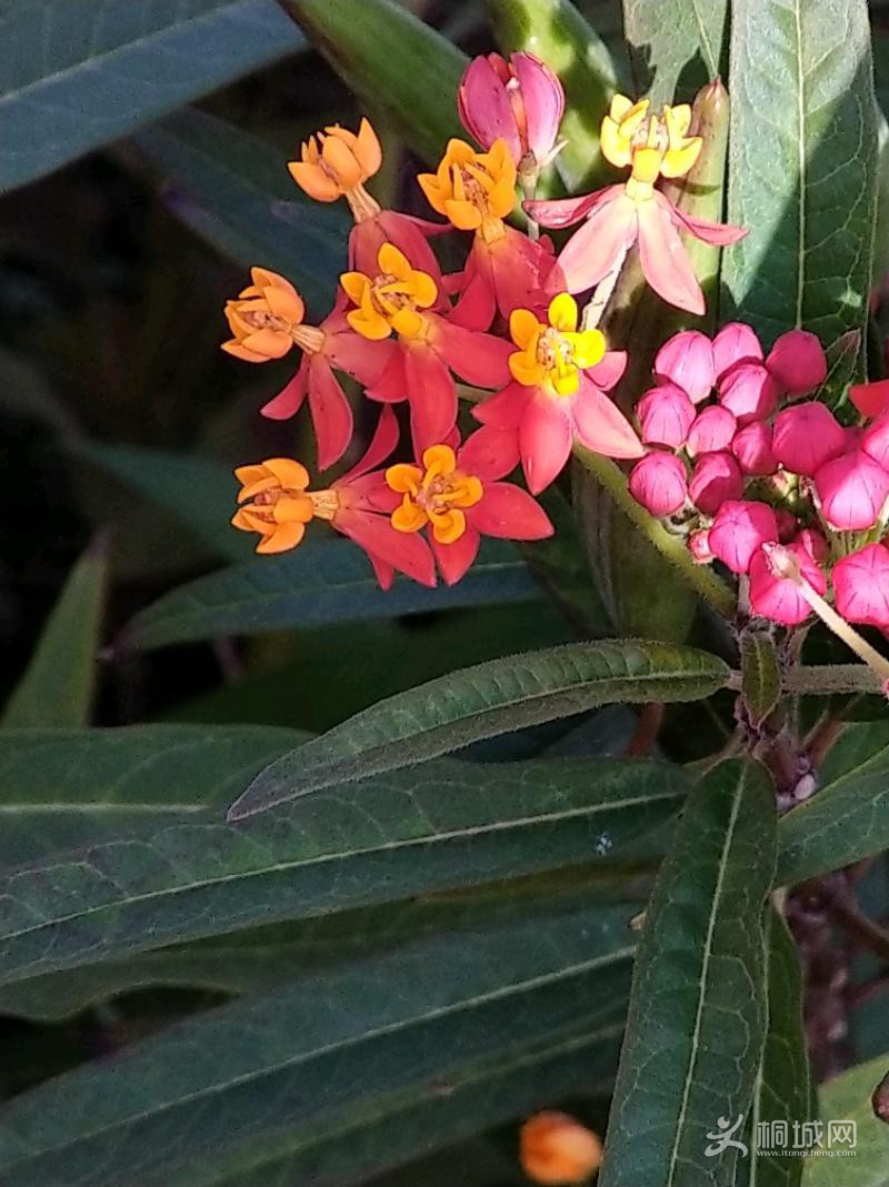 IMG_20201023_082740.jpeg