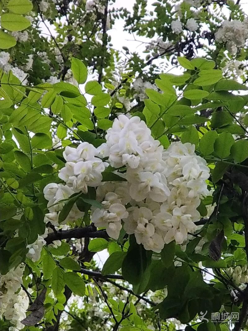 IMG_20200419_164826.jpeg