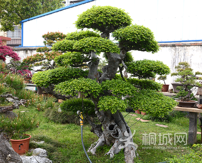 18  ���ĳ��辰����������.png