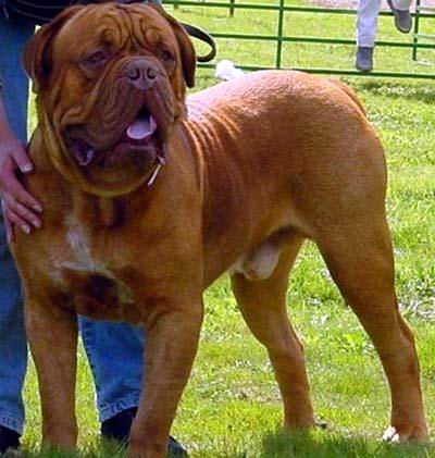 5.����������(Dogue de Bordeaux).jpg