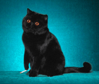 .gif