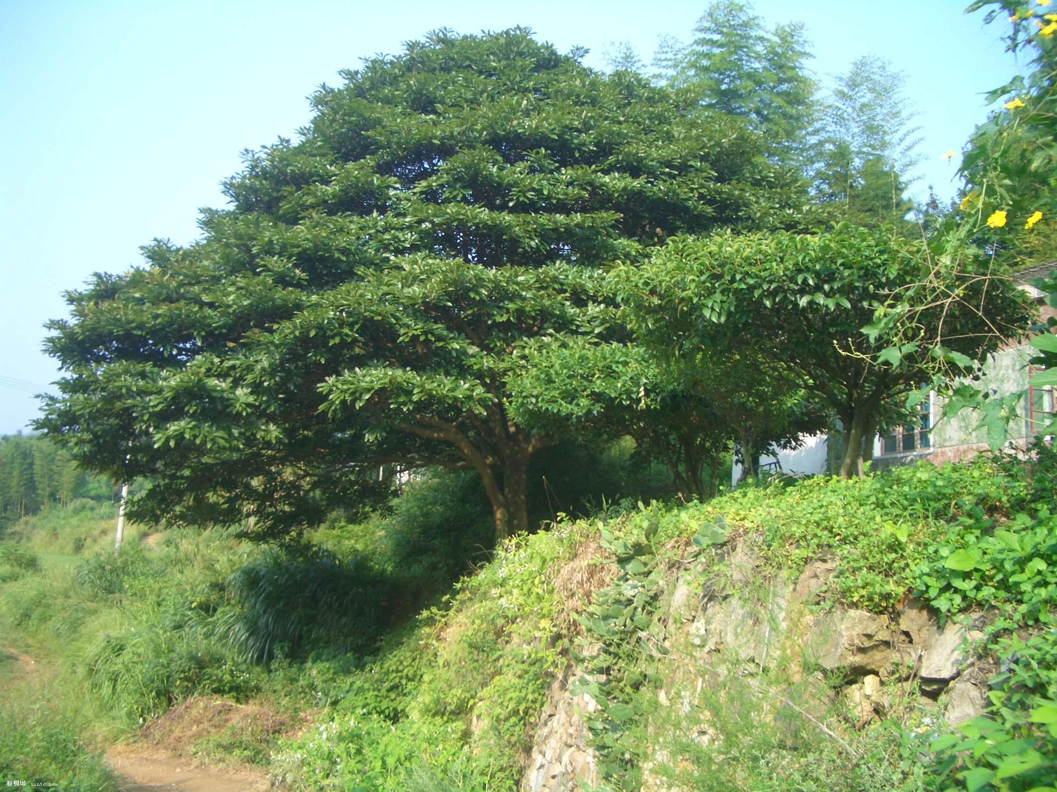 07082711183969.jpg