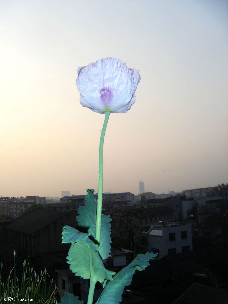 20090401��Ƭ 001.jpg