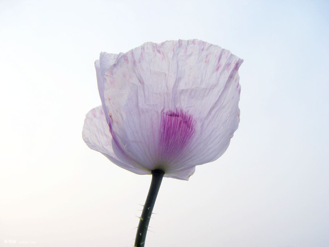 20090401��Ƭ 005.jpg