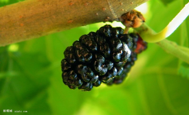 ɣ������