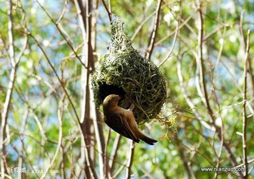 Amazing_Weaver_Birds_30.jpg